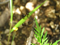 Maracandula apicalis