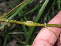 Neolasioptera laporteae