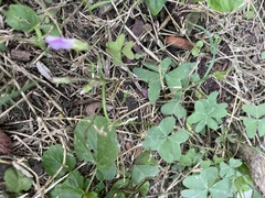 Oxalis drummondii
