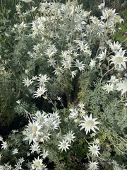 Actinotus helianthi