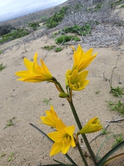 Zephyranthes bagnoldii