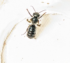 Osmia bucephala
