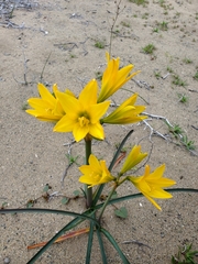 Zephyranthes bagnoldii