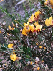 Pultenaea largiflorens