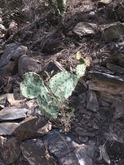 Opuntia engelmannii