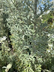 Actinotus helianthi