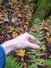 Homalosorus pycnocarpos