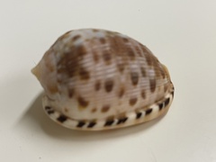 Cypraecassis testiculus