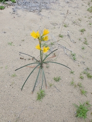 Zephyranthes bagnoldii