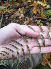 Homalosorus pycnocarpos