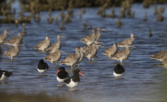 Numenius madagascariensis