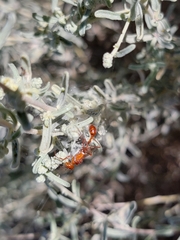 Sphecidae