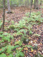 Homalosorus pycnocarpos