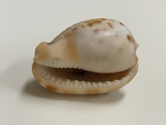 Cypraecassis testiculus