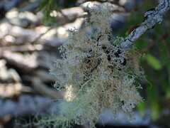 Sphaerophorus tuckermanii