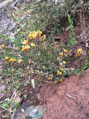 Pultenaea largiflorens