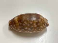 Macrocypraea zebra