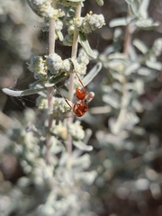 Sphecidae