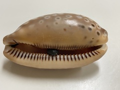 Macrocypraea zebra