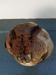 Andricus quercuscalifornicus