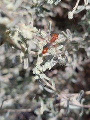 Sphecidae