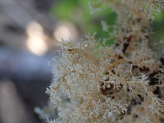 Sphaerophorus tuckermanii