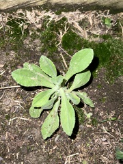 Gamochaeta calviceps