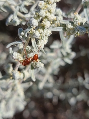 Sphecidae