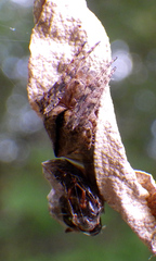Eustala anastera