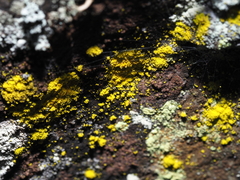 Chrysothrix candelaris