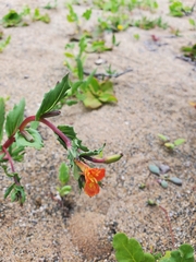 Oenothera coquimbensis