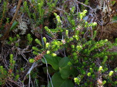 Empetrum nigrum