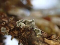 Erioderma sorediatum