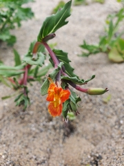 Oenothera coquimbensis