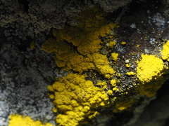 Chrysothrix candelaris