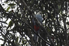 Platycercus adscitus