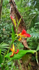 Canna indica
