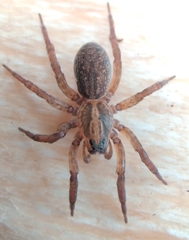 Trochosa