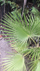 Washingtonia