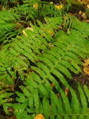 Homalosorus pycnocarpos