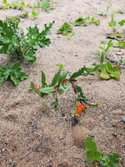 Oenothera coquimbensis