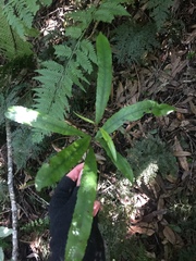 Elaeocarpus dentatus