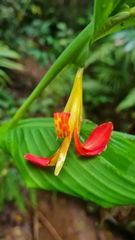 Canna indica
