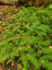 Homalosorus pycnocarpos