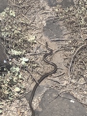 Pseudalsophis hoodensis