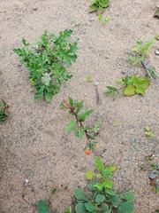 Oenothera coquimbensis