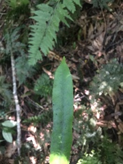 Elaeocarpus dentatus