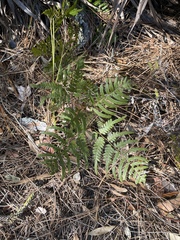 Pteridium aquilinum pseudocaudatum