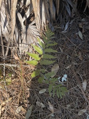 Pteridium aquilinum pseudocaudatum