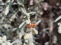 Sphecidae